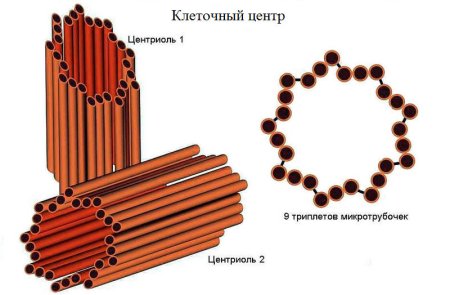 Строение клетки клеточный центр