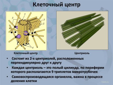 Клеточный центр центросома строение