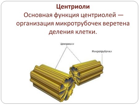 Центриоль и микротрубочки клеточного центра