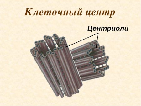 Центросома клеточный центр центриоль