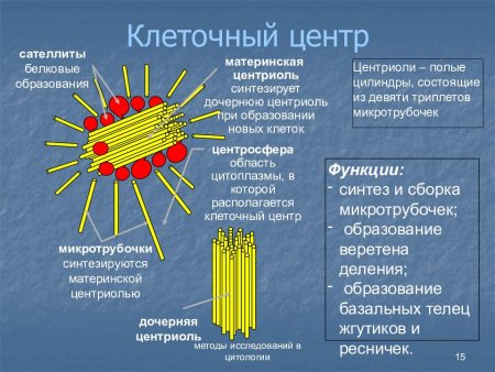 Центриоли клеточного центра функции
