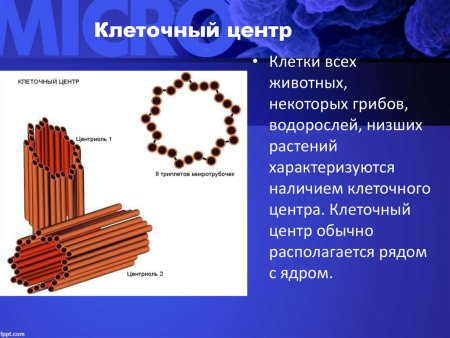 Органоид клеточный центр строение и функции