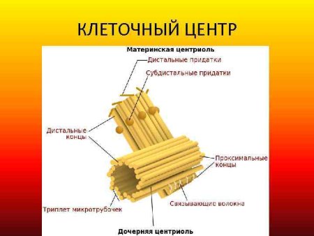 Клеточный центр эукариотической клетки строение и функции