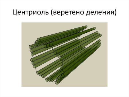 Центриоли в животной клетке