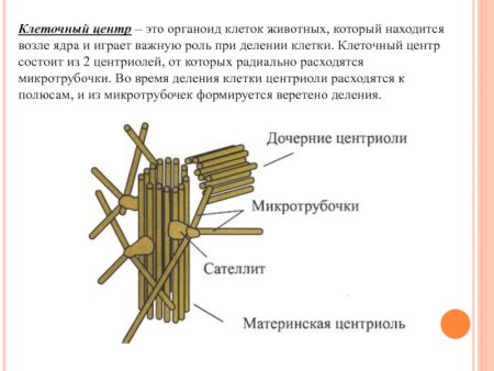 Строение клетки клеточный центр в клетке