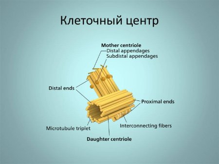 Клеточный центр центросома