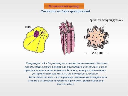 Структура органоида клеточный центр