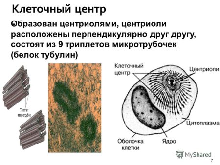 Центриоли клеточного центра