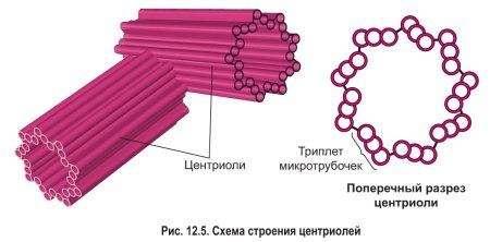 Схема строения микротрубочек