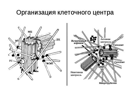Клеточный центр строение