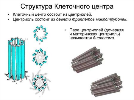 Клеточный центр и центриоли строение и функции