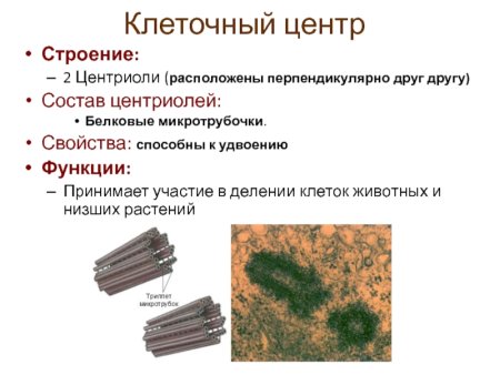 Центриоли клеточного центра