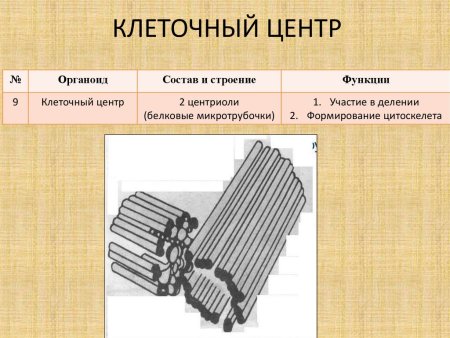 Органоид клеточный центр строение и функции