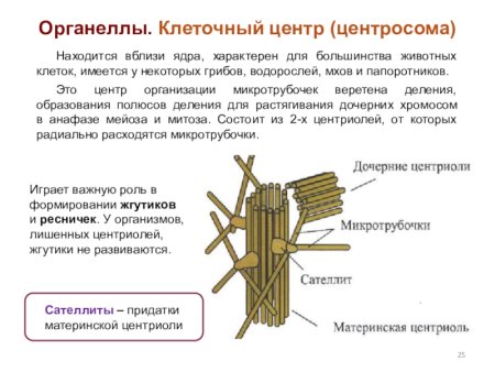 Центриоль и центросома строение
