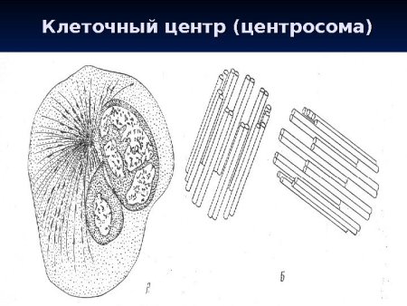 Клеточный центр центросома строение