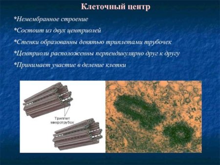 Ультраструктура центриолей
