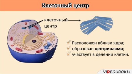 Клеточный центр в клетке