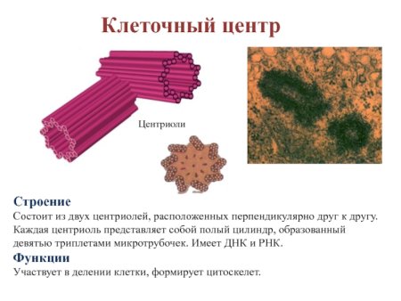 Клеточный центр и центриоли строение и функции