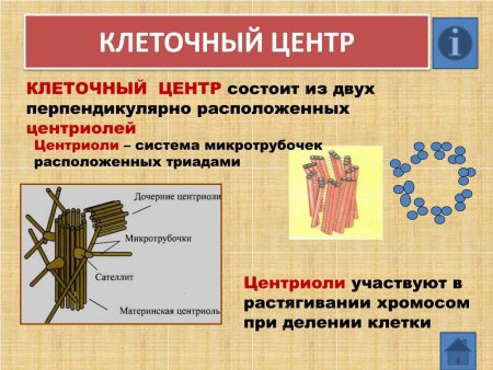 Клеточный центр биология 5 класс