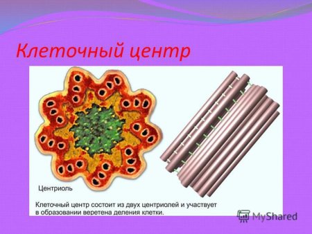 Клеточный центр без центриолей