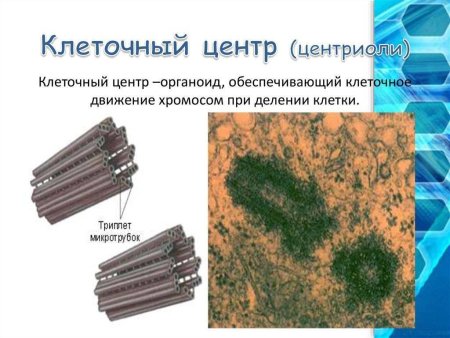 Клеточный центр и центриоли строение и функции