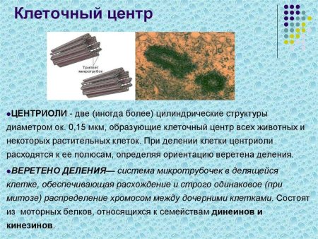 Центриоли клеточного центра функции