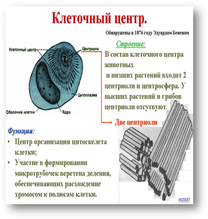 Клеточный центр функции органоида