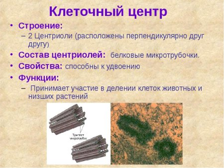 Клеточный центр и центриоли строение и функции