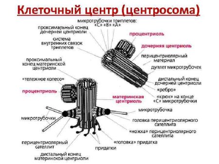 Клеточный центр центросома