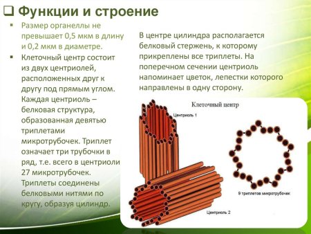 Строение клетки клеточный центр строение и функции