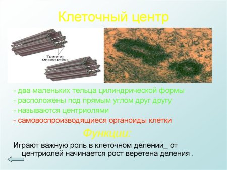 Клеточный центр фото