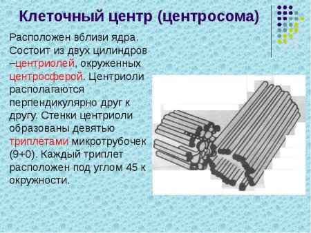 Клеточный центр состоит из двух центриолей