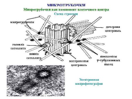 Центриоли клеточного центра