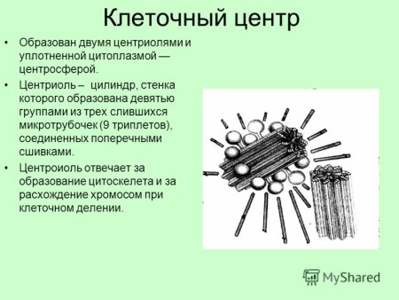 Центросфера клеточного центра