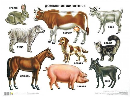Домашние животные для детей