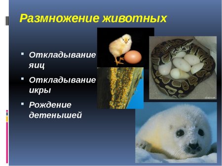 Размножение и развитие животных