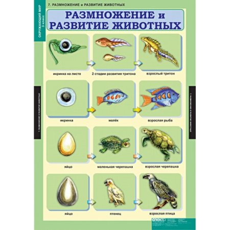 Игры развитие животных. Игры развитие животных