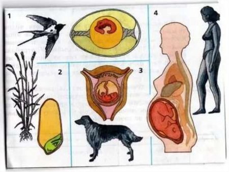 Размножение живых организмов