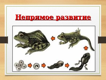 Рост животных 6 класс биология