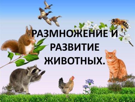 Размножение животных