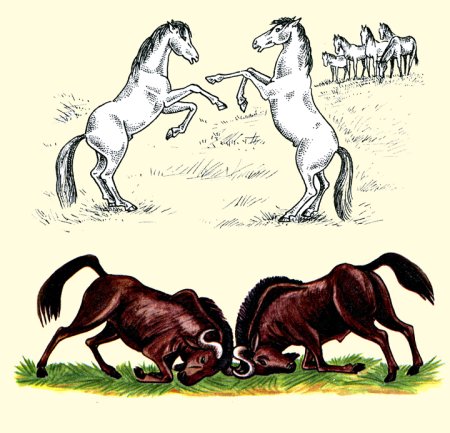 Размножение зверей