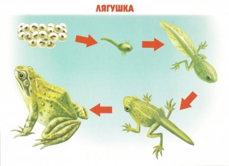 Жизненный цикл головастика лягушки