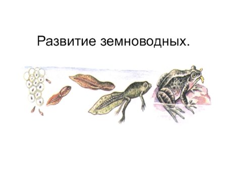 Стадии развития земноводных схема