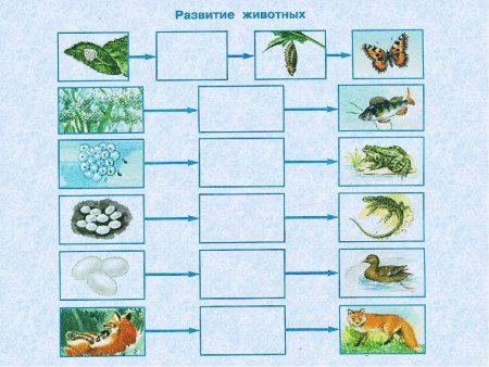 Размножение животных окружающий мир