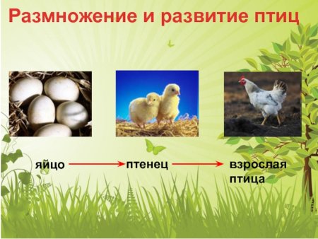 Размножение и развитие птиц