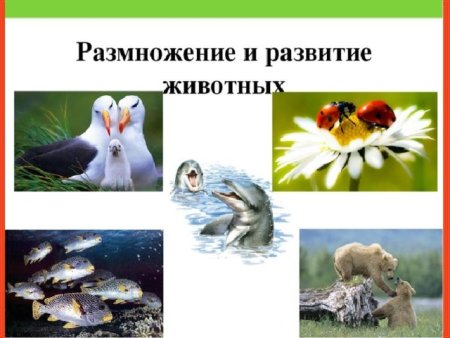 Цикл развития кузнечика схема