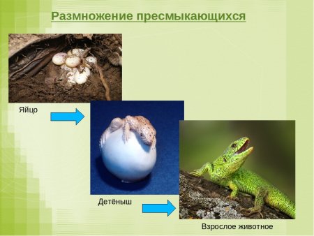 Жизненный цикл лягушки по стадиям развития