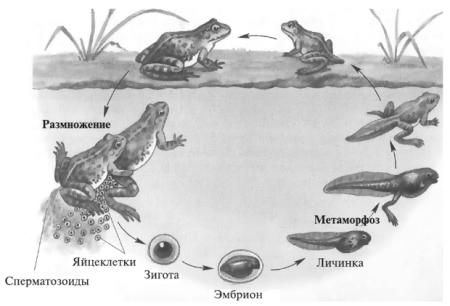 Развитие насекомого майского жука с полным превращением