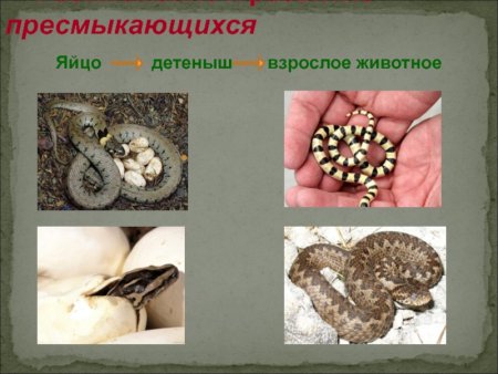 Жизненный цикл рыбы схема