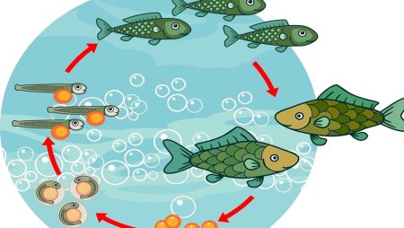 Стадии развития лягушки